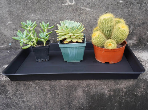 Plant Saucer And Seed Starter Tray For Indoors, 14 By 11 Inch Heavy Duty Plastic Propagation Saucers For Microgreens, holding succulents