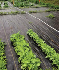 Pro-5 Heavy-Duty Weed Barrier Fabric 5 oz ground cover mat 6 by 250 feet installed in a garden allowing plant growth