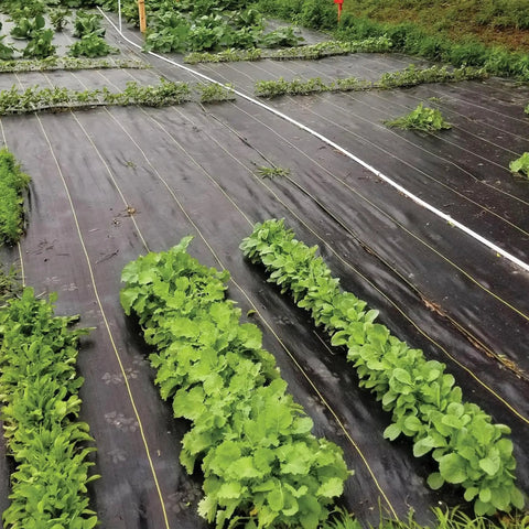 Pro-5 Heavy-Duty Weed Barrier Fabric 5 oz ground cover mat 6 by 250 feet installed in a garden allowing plant growth