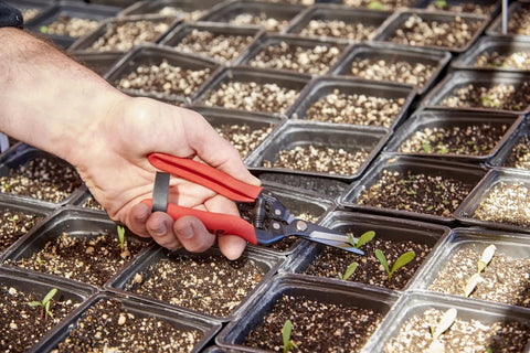 Hand using Long Straight Pruning Snip With Precision Narrow Tempered Steel Blades For Clean Cuts In Delicate Flowers Herbs And Veggies A Dope Tool For Deadheading Thinning And Harvesting Without Bruising on seedlings
