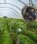 Heavy Duty 18 Inch High Velocity Wall Mounted Shroud Fan Weatherproof IPX4 installed in a greenhouse for cooling plants