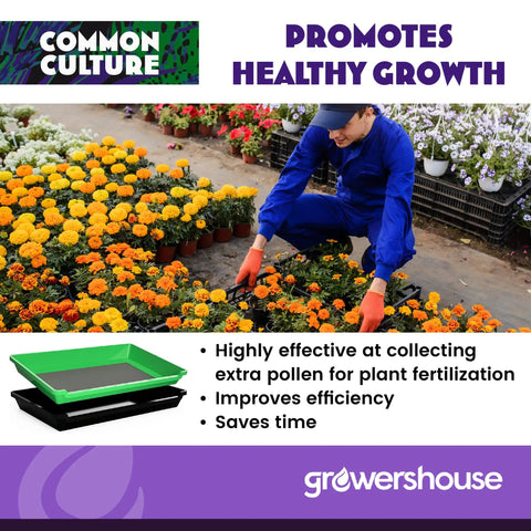 Gardener using All In One Trimming Tray Kit For Plants With 13x20 Inch Tray And 150 Micron Pollen Screen Bottom Harvest Bin