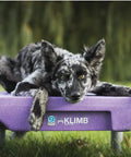Dog relaxing on KLIMB Training Platform Kit for Dogs Pro Designed Space for Training Agility and Behavior Fixes