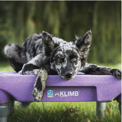 Dog relaxing on KLIMB Training Platform Kit for Dogs Pro Designed Space for Training Agility and Behavior Fixes