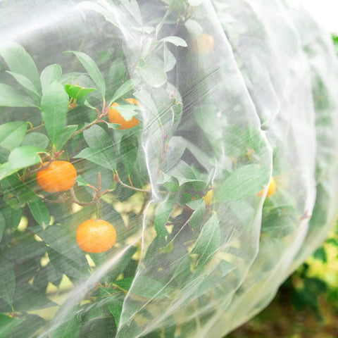 Insect And Bird Barrier Garden Netting 20 X 10 Feet Easy Cut Plant Cover shielding citrus trees from pests and birds