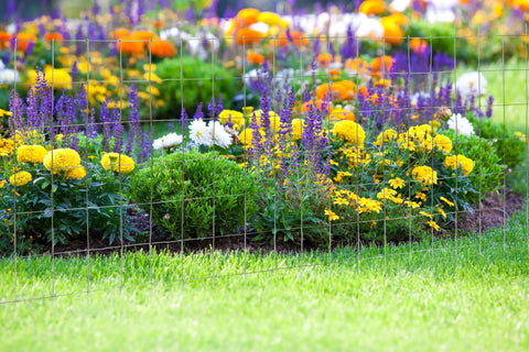 2 Inch By 4 Inch Mesh Welded Wire Fence Roll With 14 Gauge Heavy Duty Galvanized Steel for garden protection around blooming flowers.
