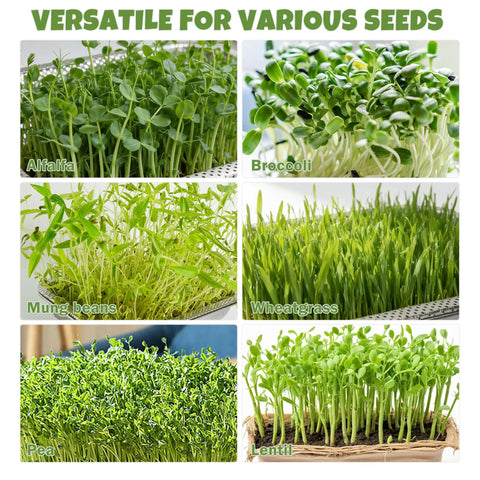 Collage of microgreens: alfalfa, broccoli, mung beans, wheatgrass, pea, and lentil grown in a 2-Tier Stainless Steel Seed Sprouter Trays Kit