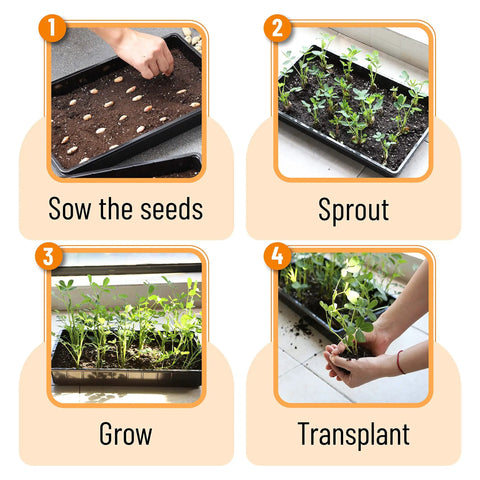 Durable 5 Pack Seed Starter Trays For Indoor Or Outdoor Gardening 17 By 10 By 2.4 Inches sowing seedlings process