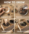 Step-by-step guide for Beginner Bonsai Starter Kit With 5 Unique Japanese Bonsai Tree Seeds Complete Indoor Bonsai Growing Set