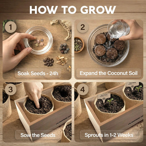 Step-by-step guide for Beginner Bonsai Starter Kit With 5 Unique Japanese Bonsai Tree Seeds Complete Indoor Bonsai Growing Set