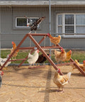 Wooden Chicken Perch And Roosting Bars For 10 To 12 Chickens, 3 Layer Fir Design With Swing, outdoor coop with chickens