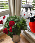 One Hand Pressure Sprayer For Lawn And Garden Care 50 Oz Bottle Adjustable Brass Nozzle Ergonomic Locking Handle Viton Gasket with red flowers