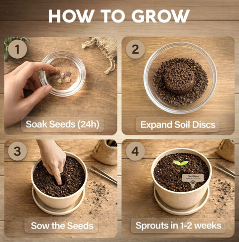 Step-by-step guide for Bonsai Starter Kit For Growing Jacaranda Tree With Seeds, Tools, And Planter, Complete Indoor Bonsai Kit