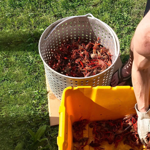 Close-up of basket of cooked crawfish next to a yellow container on grass, part of the 80 Quart Seafood Boiling Kit With Strainer And Basket Outdoor Boil Pot 100000 BTU Propane Burner 10 PSI Regulator Heavy Duty Tailgate Ready Seafood Boiler For Big Boils Black And Silver.