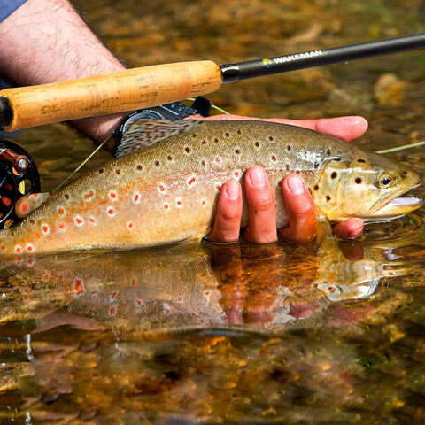 Angler holding a trout with Backpacking Ready 3 Piece Fly Fishing Rod And Reel Starter Kit With 97 Inch Collapsible Fiberglass Rod
