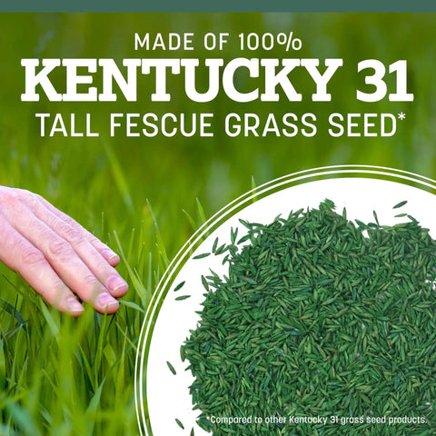 Premium Kentucky 31 Tall Fescue Grass Seed shown with hand touching lush green grass in background.