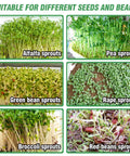 Variety of sprouts including alfalfa, pea, green bean, rape, broccoli, and red bean, grown using Stainless Steel Seed Sprouting Kit.