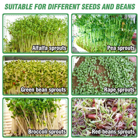 Variety of sprouts including alfalfa, pea, green bean, rape, broccoli, and red bean, grown using Stainless Steel Seed Sprouting Kit.