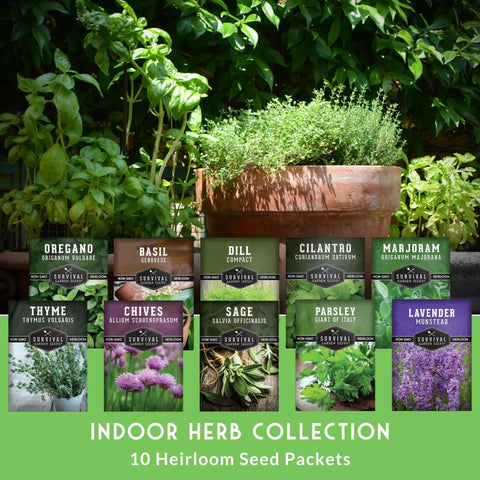 Image of Ten Culinary Herb Seeds Pack For Indoor Kitchen Garden Featuring Basil Cilantro Lavender Dill Parsley Oregano Thyme Sage Chives Marjoram Ideal Starter Kit For Fresh Bangin Homegrown Flavors displayed with potted herbs.