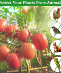 Two Pack Garden Netting For Raised Beds 4.3x2ft Ultra Fine Mesh protecting tomatoes from birds, squirrels, and animals