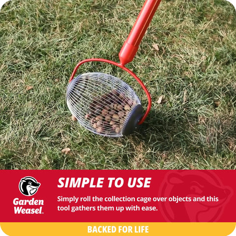 No Sweat Lawn Roller Picker That Gathers Acorns Buckeyes And Beechnuts Directly Off The Grass Surface Without Forcing You To Hunch Or Break Your Back At All On Weekend Chore Days on grassy lawn.