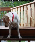 Dog on a porch step with black non-slip tape, 6 By 30 Inch Non Slip Stair Tape For Outdoor And Indoor Stairs 10 Pack Black Anti Slip Strips.