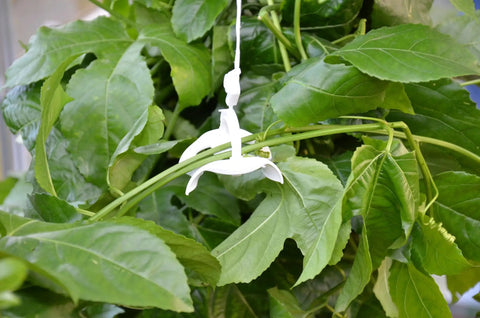 Trellising Kit Pro for Canopia Greenhouses with Six Roller Hooks and 25m Twine supporting plant vines in greenhouse