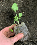 Hand holding seedling in peat pellet from Tomato And Vegetable Seed Starter Tray Kit With 36 Cell 50mm Peat Pellets Two Pack Including Humidity Domes Bonus SUPERthrive And Plant Labels 72 Pellets Total For Easy Seed Starting And Strong Seedlings