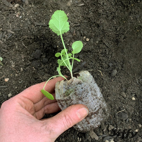 Hand holding seedling in peat pellet from Tomato And Vegetable Seed Starter Tray Kit With 36 Cell 50mm Peat Pellets Two Pack Including Humidity Domes Bonus SUPERthrive And Plant Labels 72 Pellets Total For Easy Seed Starting And Strong Seedlings