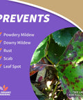 Top Shelf Ready To Use Neem Oil Garden Spray, Heavy Duty Multi Purpose Fungicide Insecticide And Miticide, Real Deal Plant And Lawn Defense, 32 Ounce Bottle prevents powdery mildew, downy mildew, rust, scab, leaf spot on plants.
