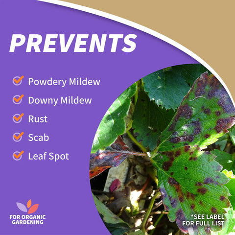 Top Shelf Ready To Use Neem Oil Garden Spray, Heavy Duty Multi Purpose Fungicide Insecticide And Miticide, Real Deal Plant And Lawn Defense, 32 Ounce Bottle prevents powdery mildew, downy mildew, rust, scab, leaf spot on plants.