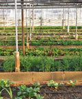 Plants growing in raised garden beds inside a greenhouse with metal frame supports and natural lighting.