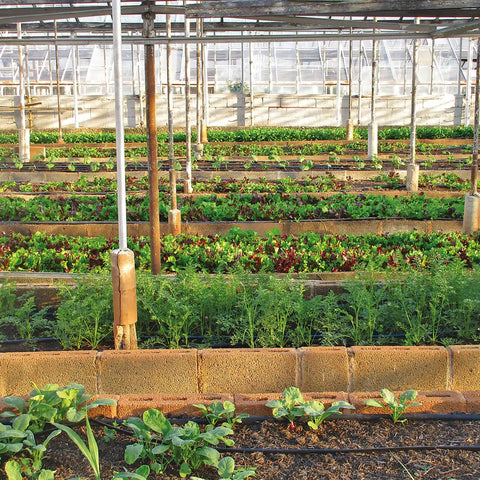Plants growing in raised garden beds inside a greenhouse with metal frame supports and natural lighting.