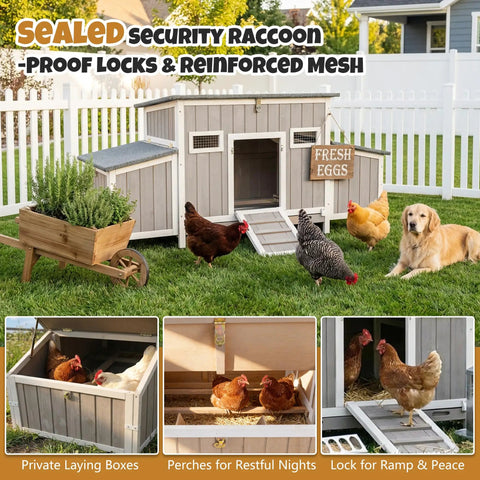 Wooden Chicken Coop For Backyard Poultry Flock With Three Weatherproof Asphalt Roofs Removable Tray Two Nesting Boxes Ramp Entry Ventilation Windows And Cozy Rabbit Hutch For Easy Outdoor Living with hens and dog outside.