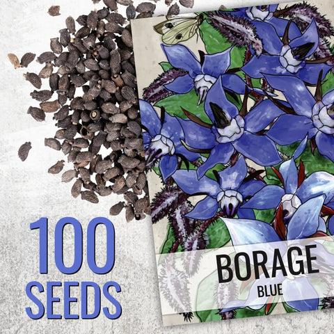 Borage Seeds For Planting Blue And White Star Flowers Non GMO Heirloom And Untreated Garden Seeds For Indoors Or Outdoors Use Easy To Grow And Self Seed Pollinator Friendly 2 Packets