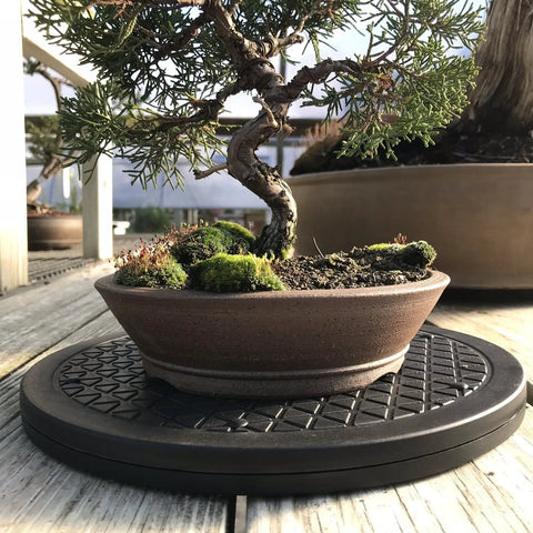 Mini Bonsai Tree Turntable With A Twelve Point Five Inch Base And Stainless Steel Ball Bearings 360 Degree Rotation For Easy Pruning And Pro Grade Displays Holds Up To Two Hundred Pounds Indoor Or Outdoor with bonsai tree on top