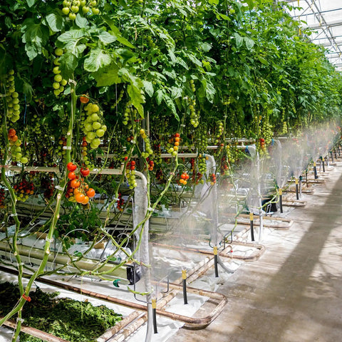 Greenhouse with misting system using 30 Pack Brass Misting Nozzles 0.020 Inch Hole 0.5 Mm 10-24 UNC Thread High Pressure Anti Drip Sprayer Heads