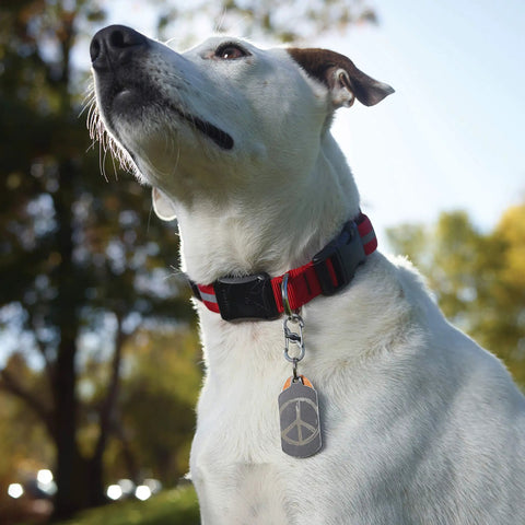 Dog wearing Dual Gate S Biner TagLock Locking Pet Carabiner For Easy Tag Attachment Stainless Steel ID Tag Holder.