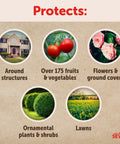 Infographic showing protection areas of insect granules for lawns, gardens, structures, fruits, flowers, plants, and lawns
