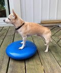 Small dog balancing on blue Balance Disc Cushion 14 Inch For Dogs With Pump And 2 Rehab Exercises on wooden deck.