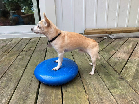 Small dog balancing on blue Balance Disc Cushion 14 Inch For Dogs With Pump And 2 Rehab Exercises on wooden deck.