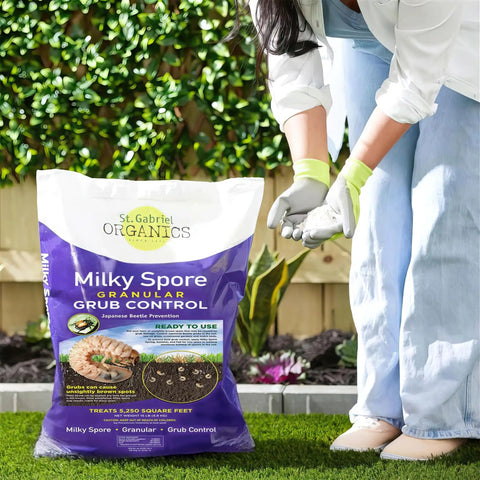 Person using 15 Pound Milky Spore Granular Japanese Beetle Grub Control And Repellent For Lawn And Garden Care Organic And Non Toxic