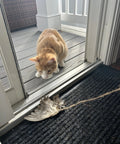 Real Quail Wing On String Cat Toy For Interactive Play And Training With Bird Scent Great For Cats And Dogs