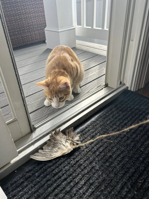 Real Quail Wing On String Cat Toy For Interactive Play And Training With Bird Scent Great For Cats And Dogs