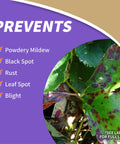 Citrus Fruit Nut Orchard Spray 32 Oz prevents powdery mildew, black spot, rust, leaf spot, and blight on plants.