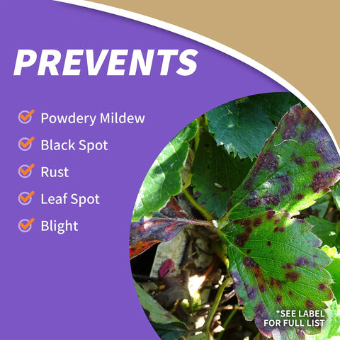 Citrus Fruit Nut Orchard Spray 32 Oz prevents powdery mildew, black spot, rust, leaf spot, and blight on plants.