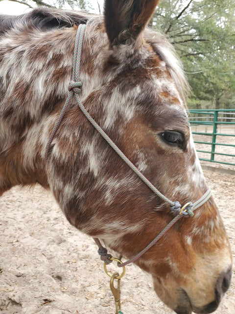 Close-up of a horse wearing a Sliding Ring Rope Halter for Horse Training All Ages and Types, showing the twist-free setup.
