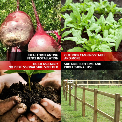 Collage of gardening tasks including planting beetroots, seedlings, young plant in soil, and fenced garden area.