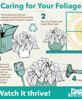 Care instructions for Six Pack Live Indoor Houseplants In Two Inch Pots With A Rotating Variety Of Pothos and more