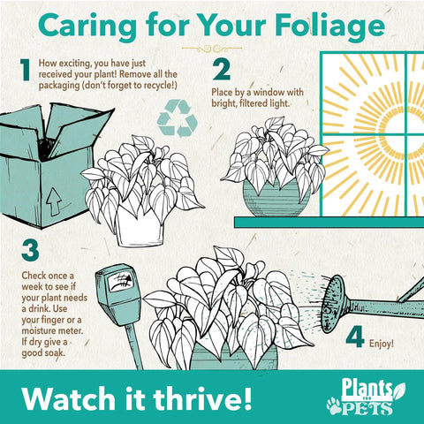 Care instructions for Six Pack Live Indoor Houseplants In Two Inch Pots With A Rotating Variety Of Pothos and more